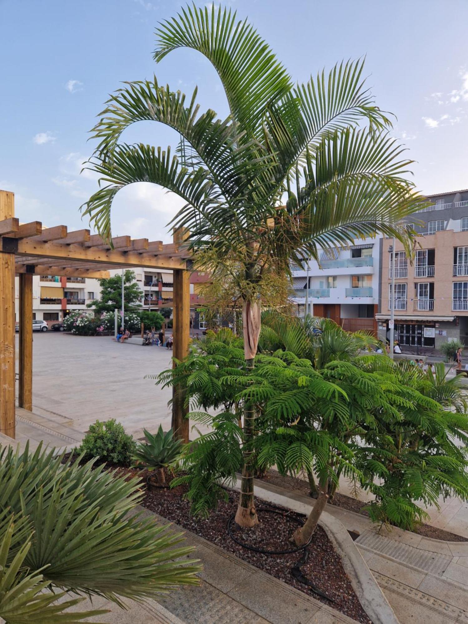 Studia Puerto De Santiago Apartamento Puerto de Santiago  Quarto foto